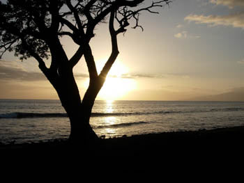 Tamara Went to Honolulu...