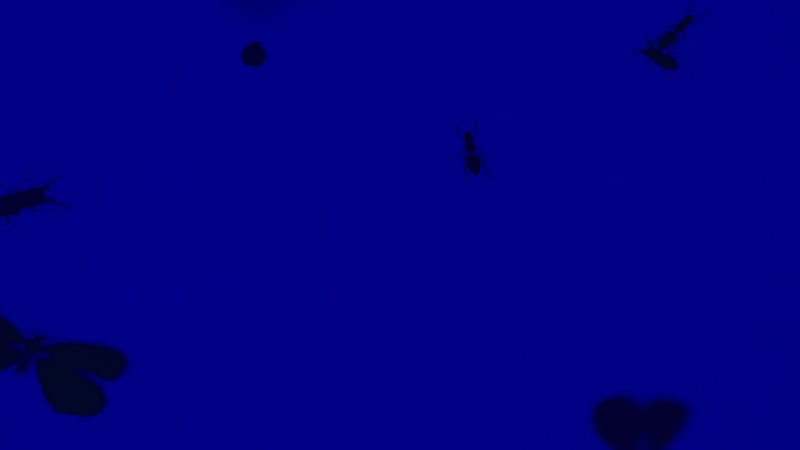 Love Is Blindness - U2:UV Achtung Baby
