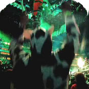 Boston Cow